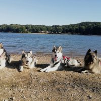 malamute elevage alsace 4