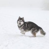 malamute elevage neige