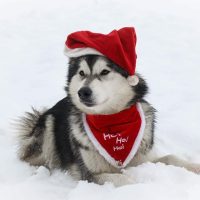 malamute elevage noel