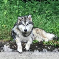 malamute elevage