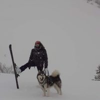 malamute elevage ski