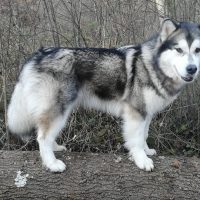 malamute en balade elevage