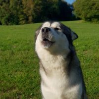 malamute loup