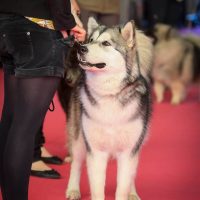 malamute nooak snow elevage