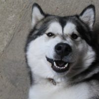 malamute sourire