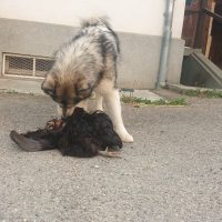malamute tueur de poule