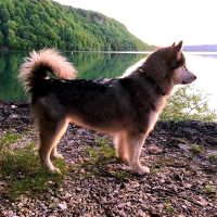 standard malamute