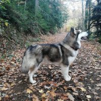 statique elaskan malamute elevage nooak snow