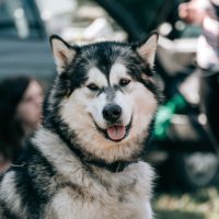 tete de malamute elevage